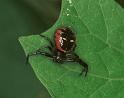 Synaema_globosum_F2184_Z_81_Les Gris_Frankrijk